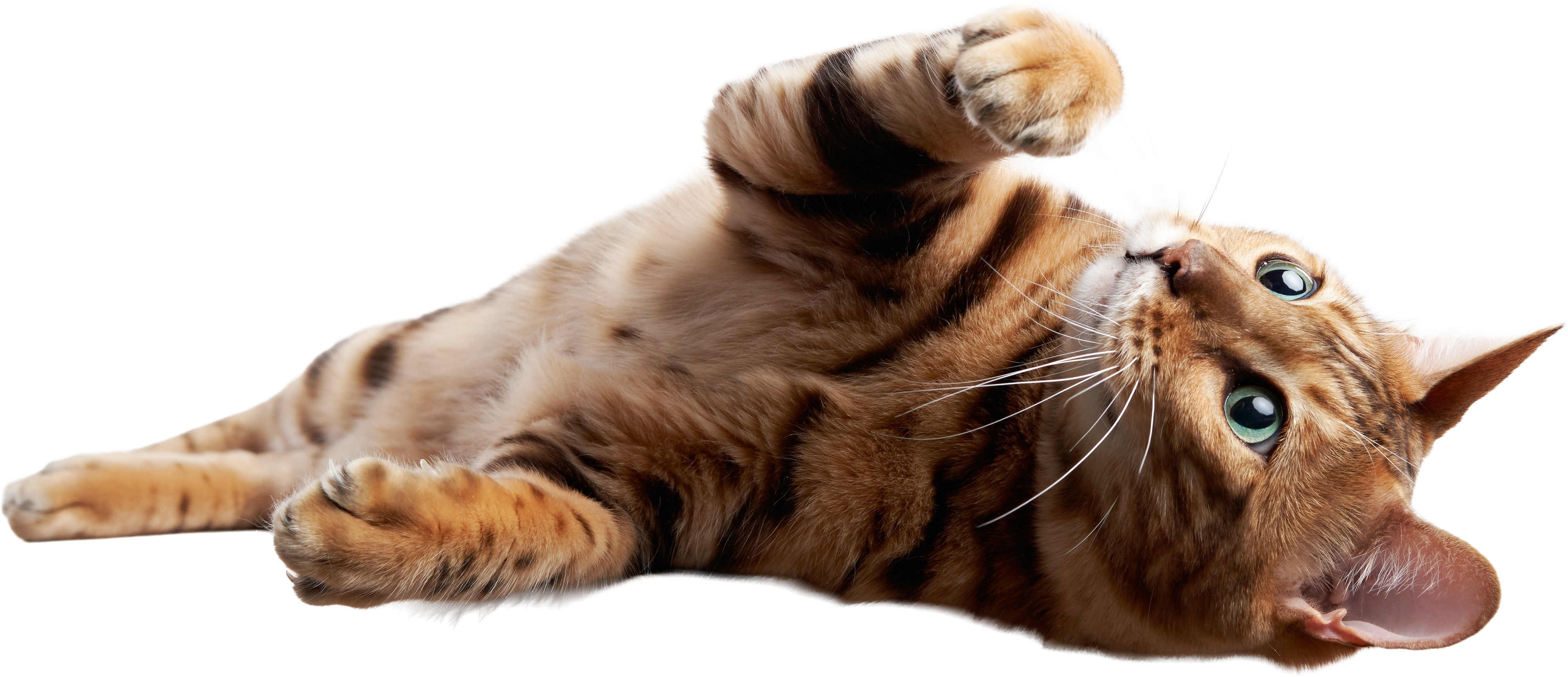 kat